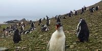 Arquipélago remoto abrigou aproximadamente 750 mil casais de pinguins-de-Adélia