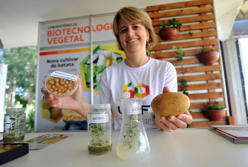  Conforme a agr&ocirc;noma Marilei Suzin, a Atlantucha possui alto teor de massa seca e baixa quantidade de a&ccedil;&uacute;car