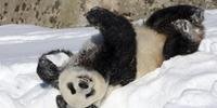 China planeja parque nacional para pandas de 2,7 milhões de hectares