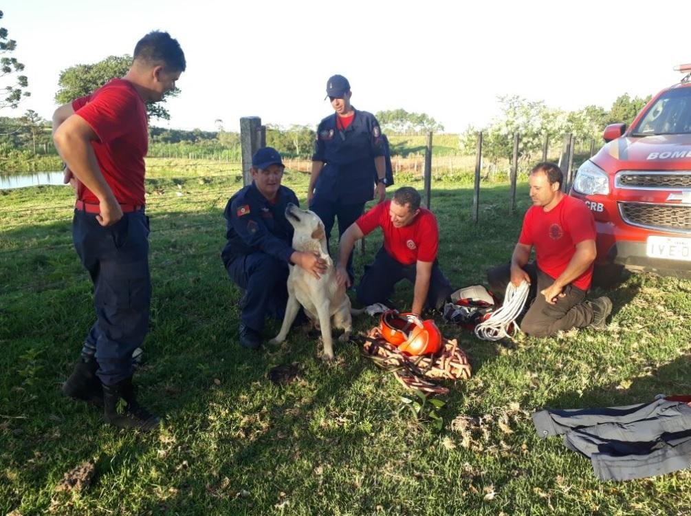 Bombeiros resgatam labrador que caiu de penhasco perto de Santa Maria 