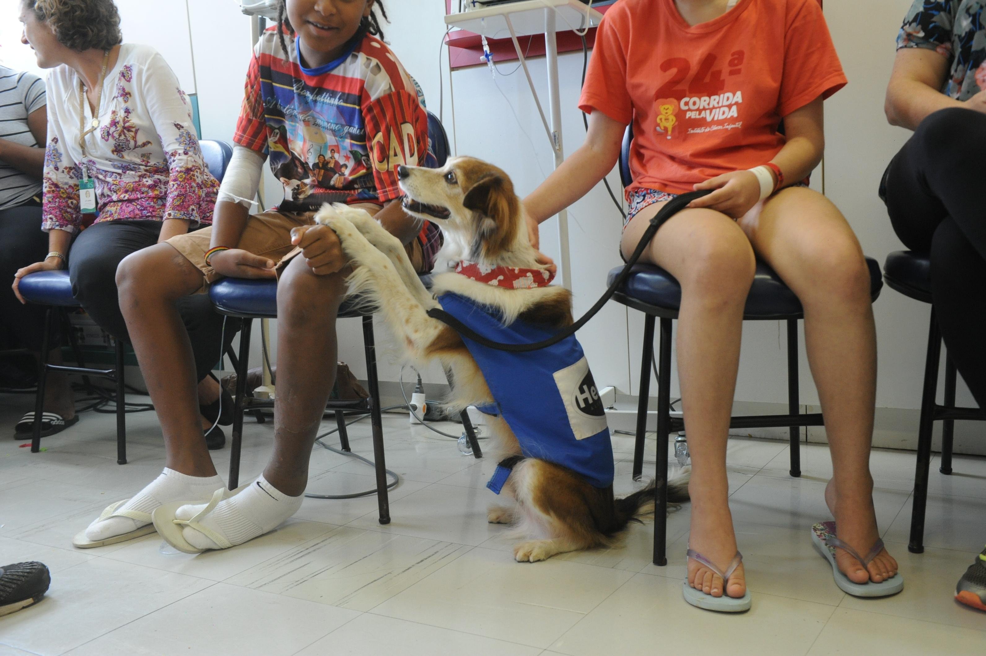 Pet Terapia auxilia na recupera&ccedil;&atilde;o dos pequenos em meio a cirurgias, exames e tratamentos