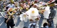 Cerejeiras marcam início da primavera no Japão