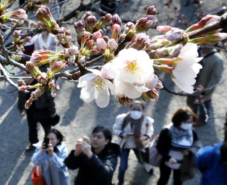 Cerejeiras marcam in&iacute;cio da primavera no Jap&atilde;o