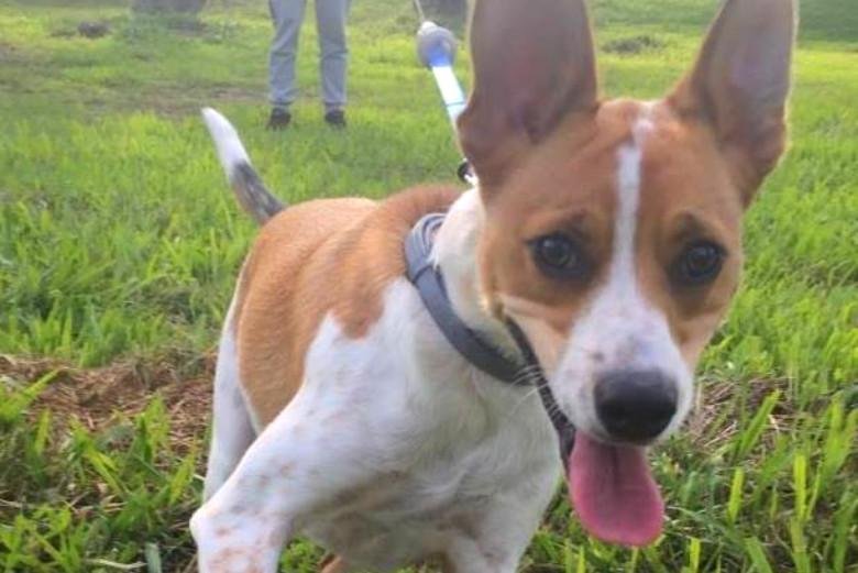 Cachorrinho brincou de "esconde-esconde" por 13 dias, mas foi achado atrav&eacute;s de p&aacute;gina no Facebook