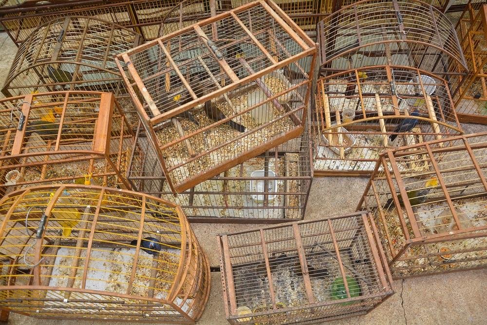 P&aacute;ssaros foram resgatados de casa em Canoas