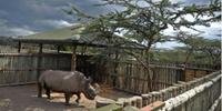 Morre no Quênia o último rinoceronte branco do norte macho	
