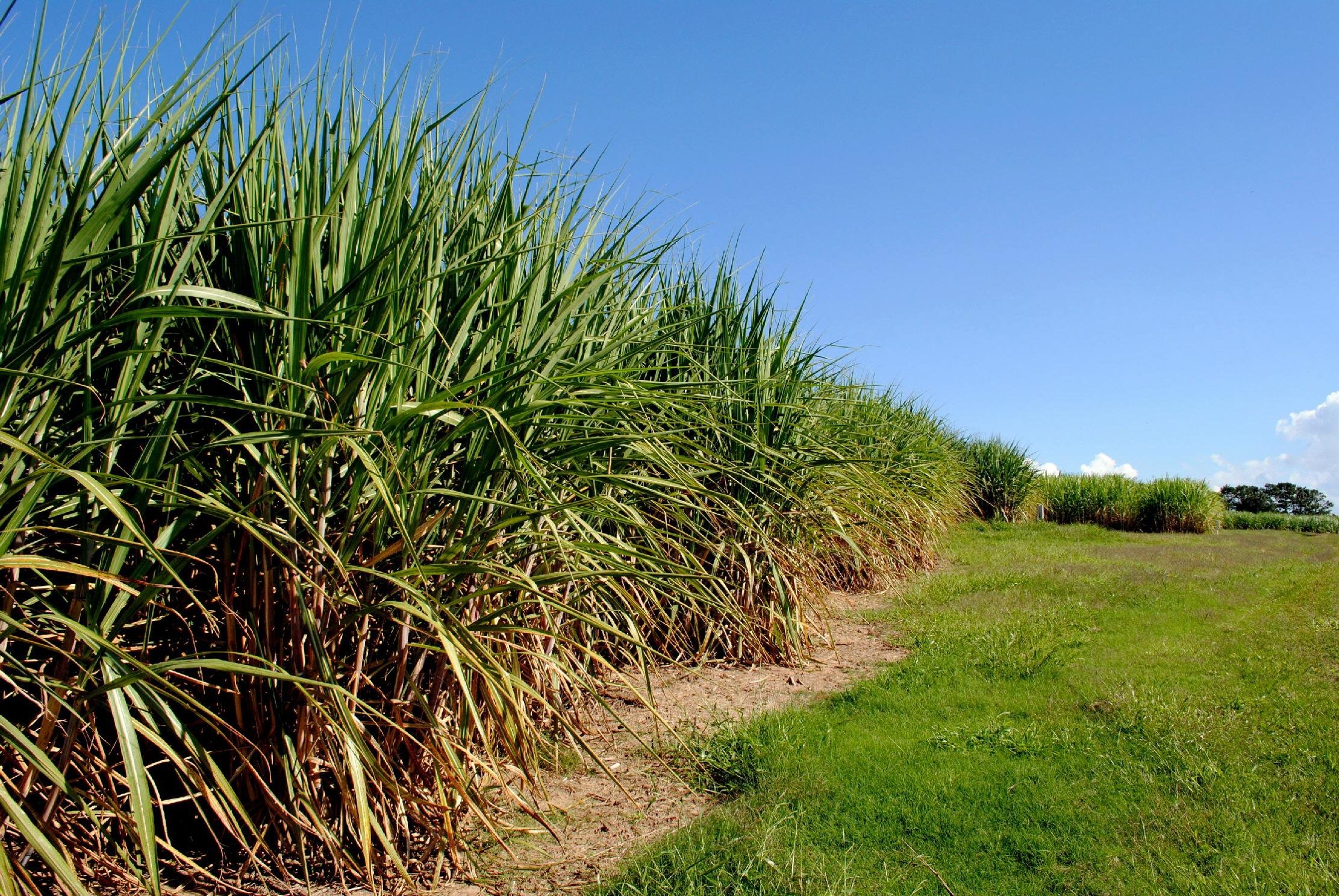 Biocombust&iacute;veis e a&ccedil;&uacute;car do Brasil podem ter imagem manchada no mercado internacional