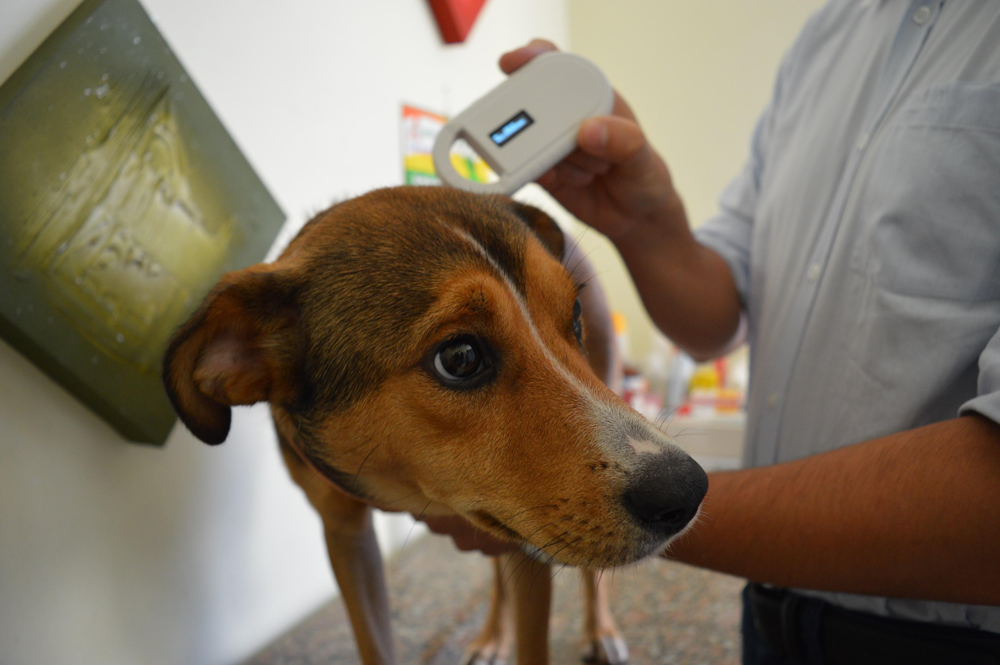 O objetivo &eacute; identificar c&atilde;es em situa&ccedil;&atilde;o de rua