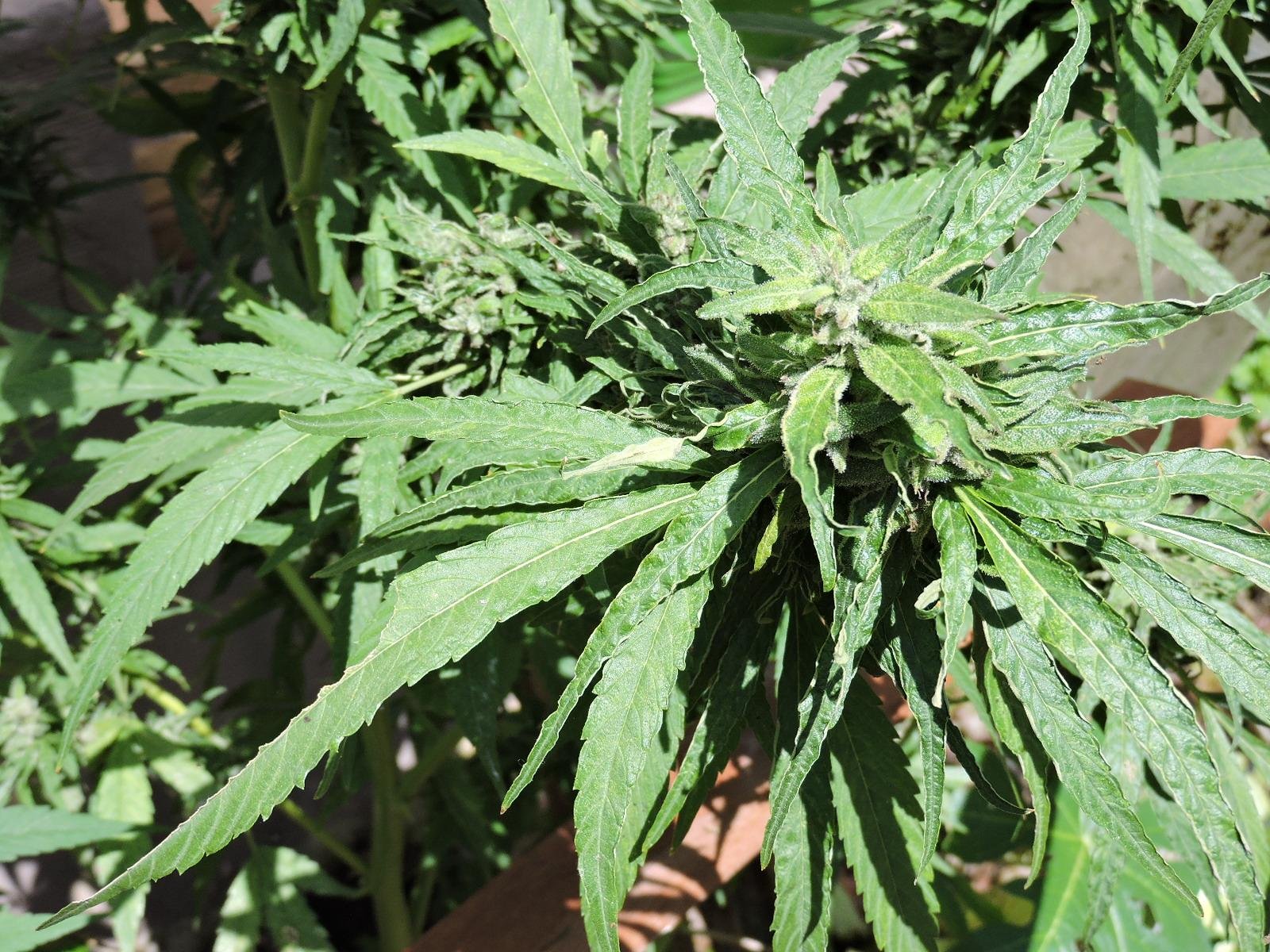 Fam&iacute;lia vai em busca do direito de cultivar maconha e produzir em casa &oacute;leo para a filha com S&iacute;ndrome de Dravet