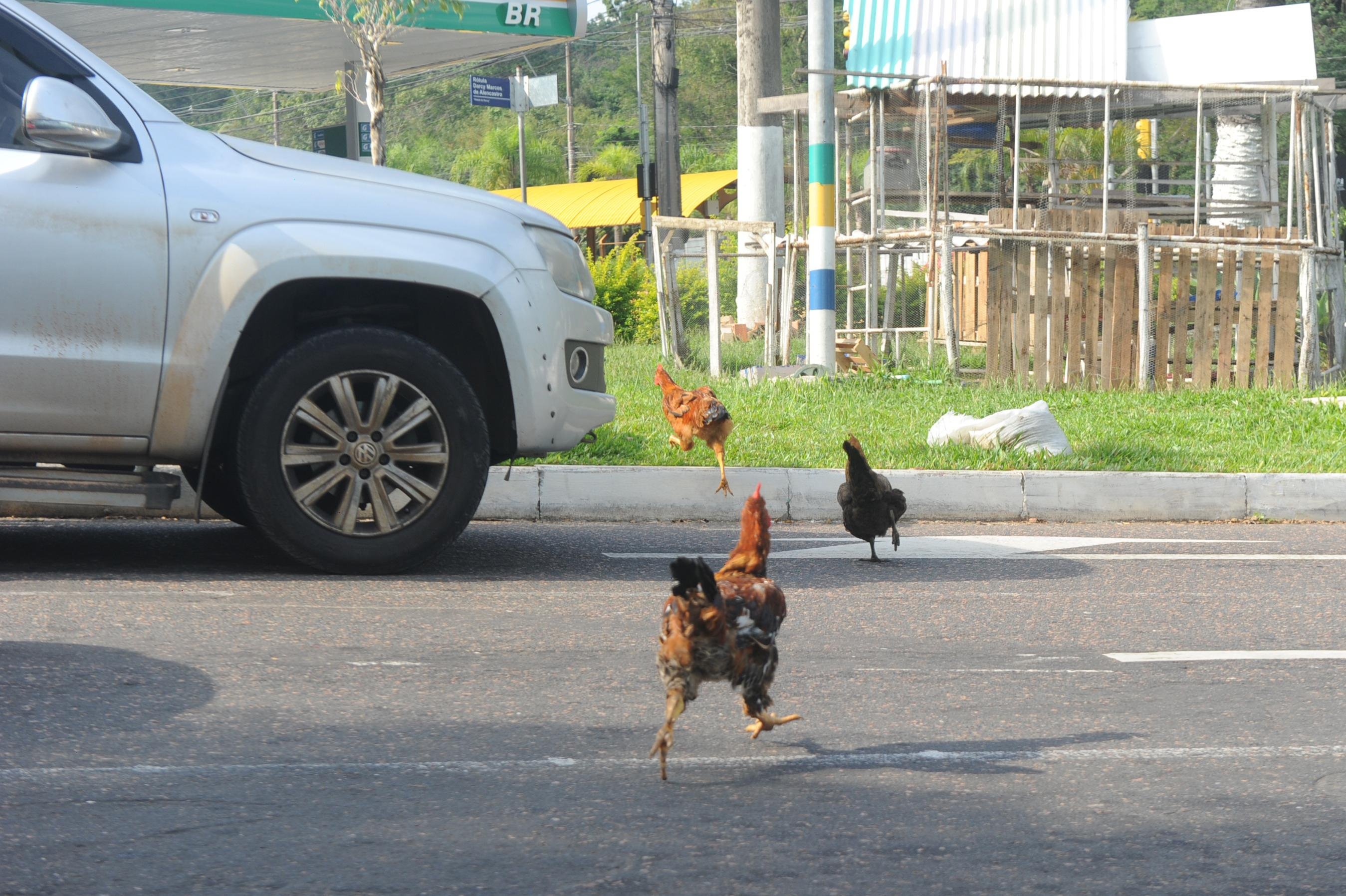 Galos e galinhas dividem espa&ccedil;o com carros em regi&atilde;o movimentada do bairro Petr&oacute;polis, em Porto Alegre