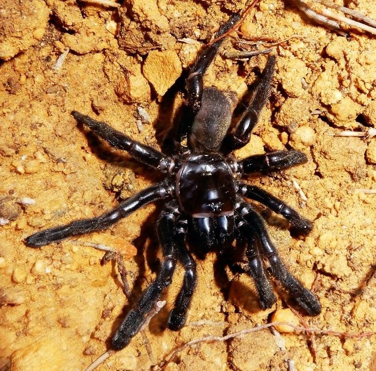 Batizada de "n&uacute;mero 16", esta aranha permitiu aos cientistas saber mais sobre o comportamento da esp&eacute;cie
