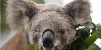 Programa de ajuda deve destinar mais de 30 milhões de dólares para ajudar população de marsupiais
