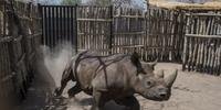 Três meses de preparação foram necessários para levar rinocerontes-negros da África do Sul ao Chade