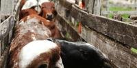 Doença ataca rebanhos de bovinos e outros animais de casco bipartido