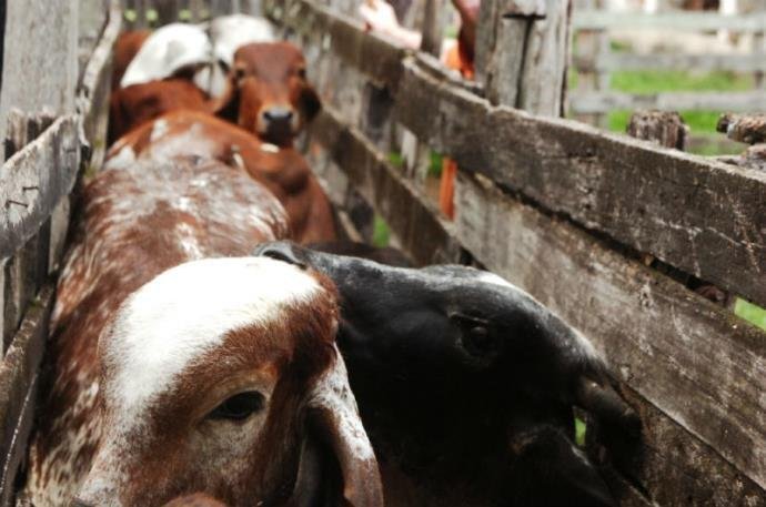 Doen&ccedil;a ataca rebanhos de bovinos e outros animais de casco bipartido