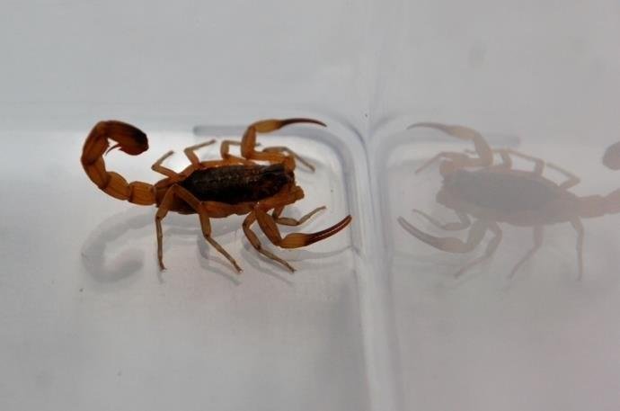 Ufrgs vai dedetizar pr&eacute;dios ap&oacute;s foco de escorpi&atilde;o amarelo