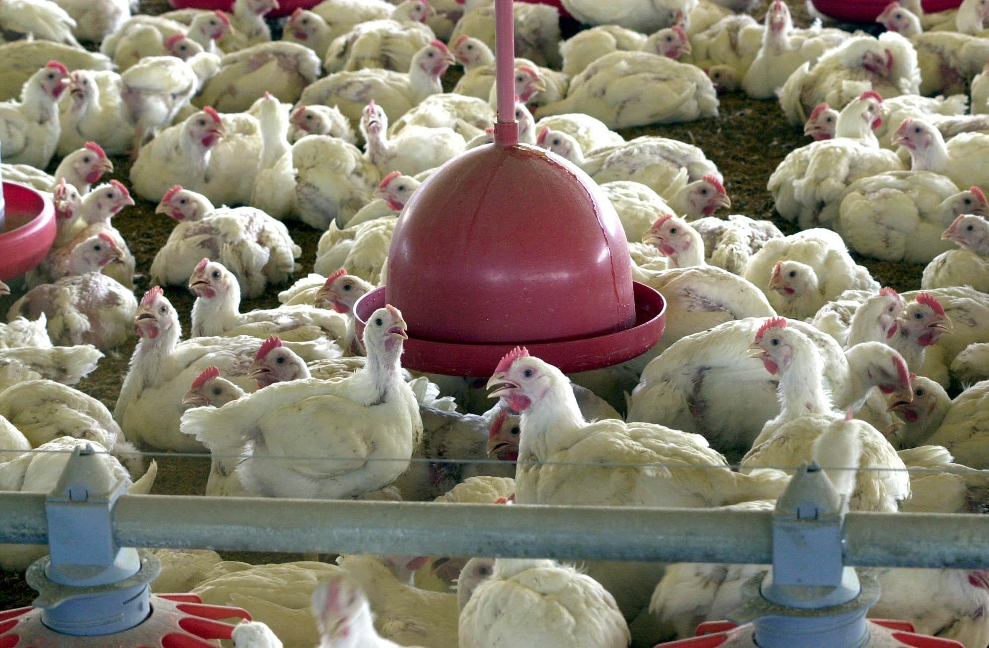 Mais de 1 bilh&atilde;o de animais podem morrer, alerta entidade