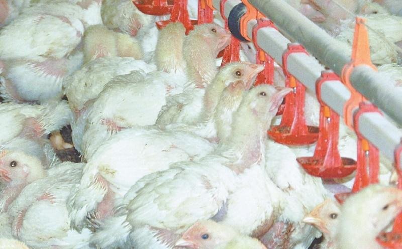 Falta de ra&ccedil;&atilde;o nas granjas amea&ccedil;a a sobreviv&ecirc;ncia de 1 bilh&atilde;o de aves