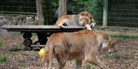 Dois leões, dois tigres e um jaguar fugiram mas foram recapturados em seguida