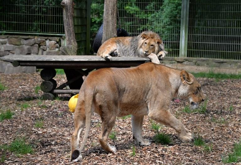 Dois le&otilde;es, dois tigres e um jaguar fugiram mas foram recapturados em seguida