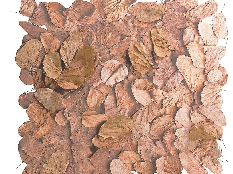 Obra chamada "Bauhinia Forticata", de Dariano est&aacute; em mostra individual