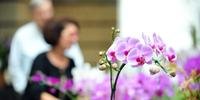 Exposição de orquídeas em Porto Alegre reúne plantas premiadas