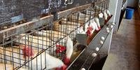 Cerca de 5.600 funcionários terão atividades suspensas em linhas de produção de frango
