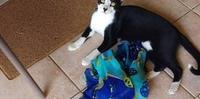 Dona de gato cleptomaníaco cria perfil para devolver itens furtados