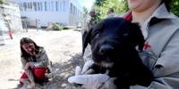 Fundação americana agencia adoção de cães abandonados em Chernobyl