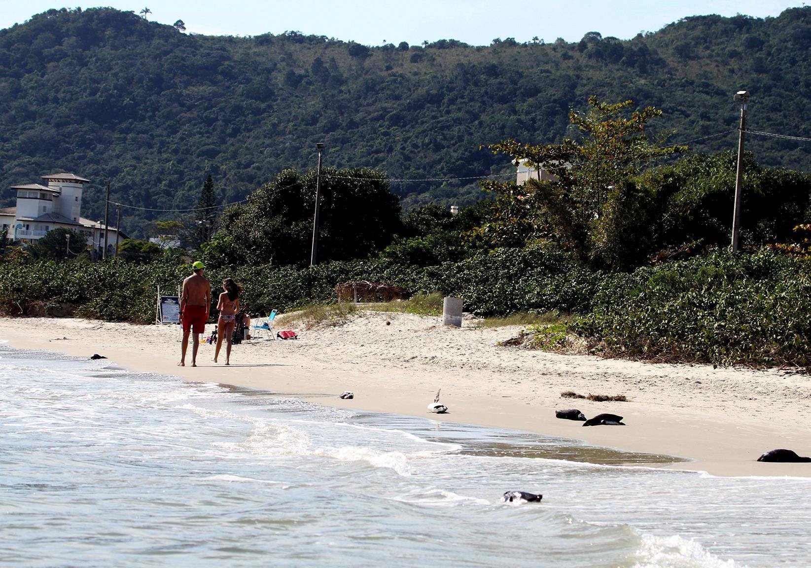 Informa&ccedil;&otilde;es foram divulgadas por associa&ccedil;&atilde;o que resgata e reintroduz animais silvestres em seu habitat