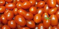 Testes do tomates serão feitos no RS e em outros estados