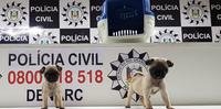 Policiais encontraram os animais mantidos em condições precárias em local na vila Nazaré
