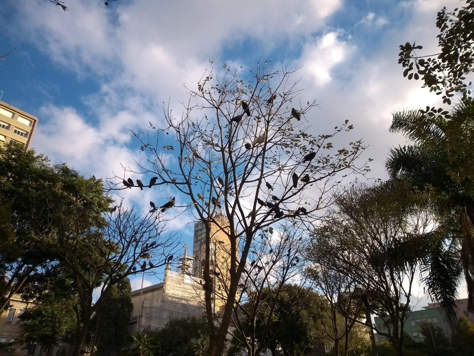 O objetivo &eacute; reduzir o n&uacute;mero de pombos na cidade