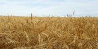 Produção de trigo é a mais afetada pelo clima