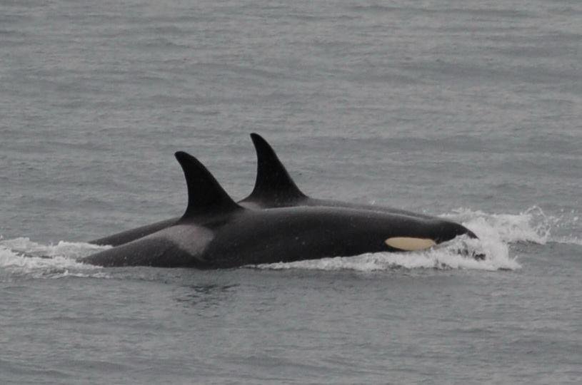 J35 foi vista com seu grupo ca&ccedil;ando salm&otilde;es ap&oacute;s abandonar corpo de seu filho