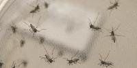 Especialistas alertam para epidemias de zika e chikungunya no verão