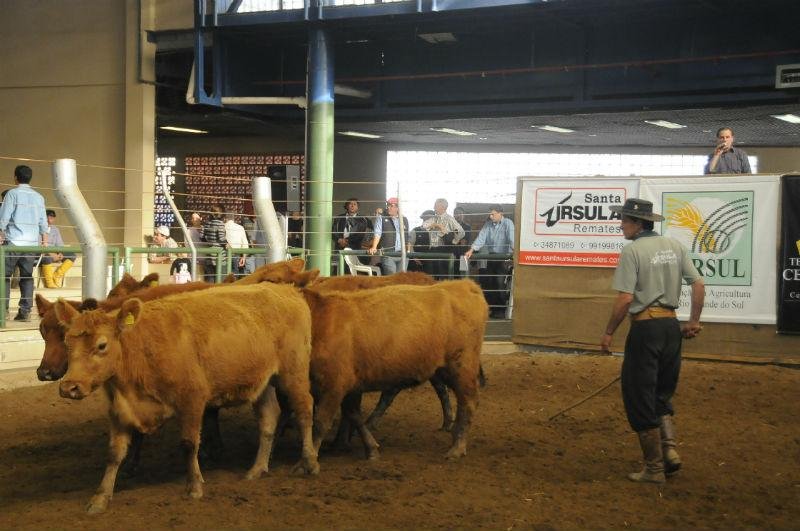 Feira de Novilhas na Expointer tem expectativa otimista  