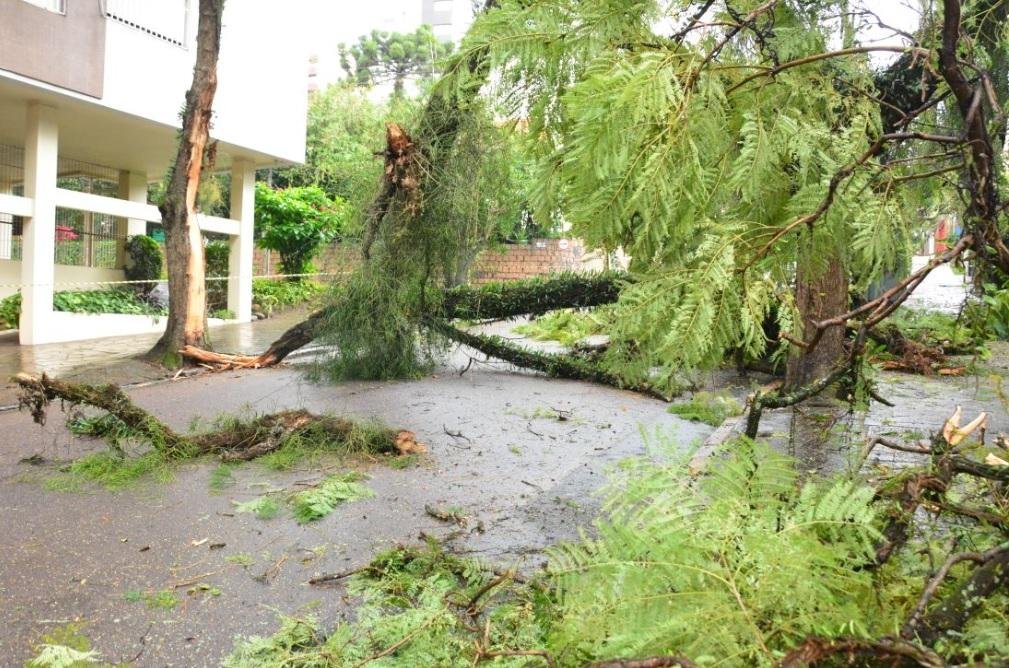 &Aacute;rvore caiu na rua Castro Alves, no bairro Rio Branco