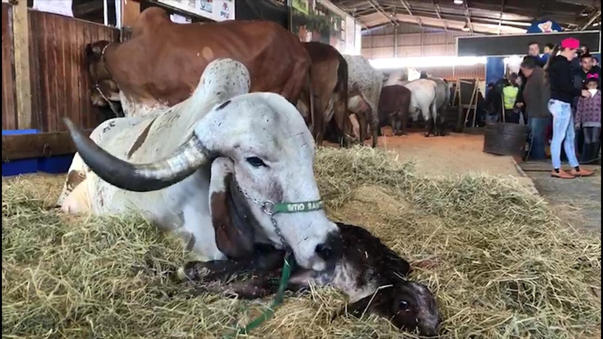Ainda sem nome, animal &eacute; de propriedade da Fazenda Santo Ant&ocirc;nio