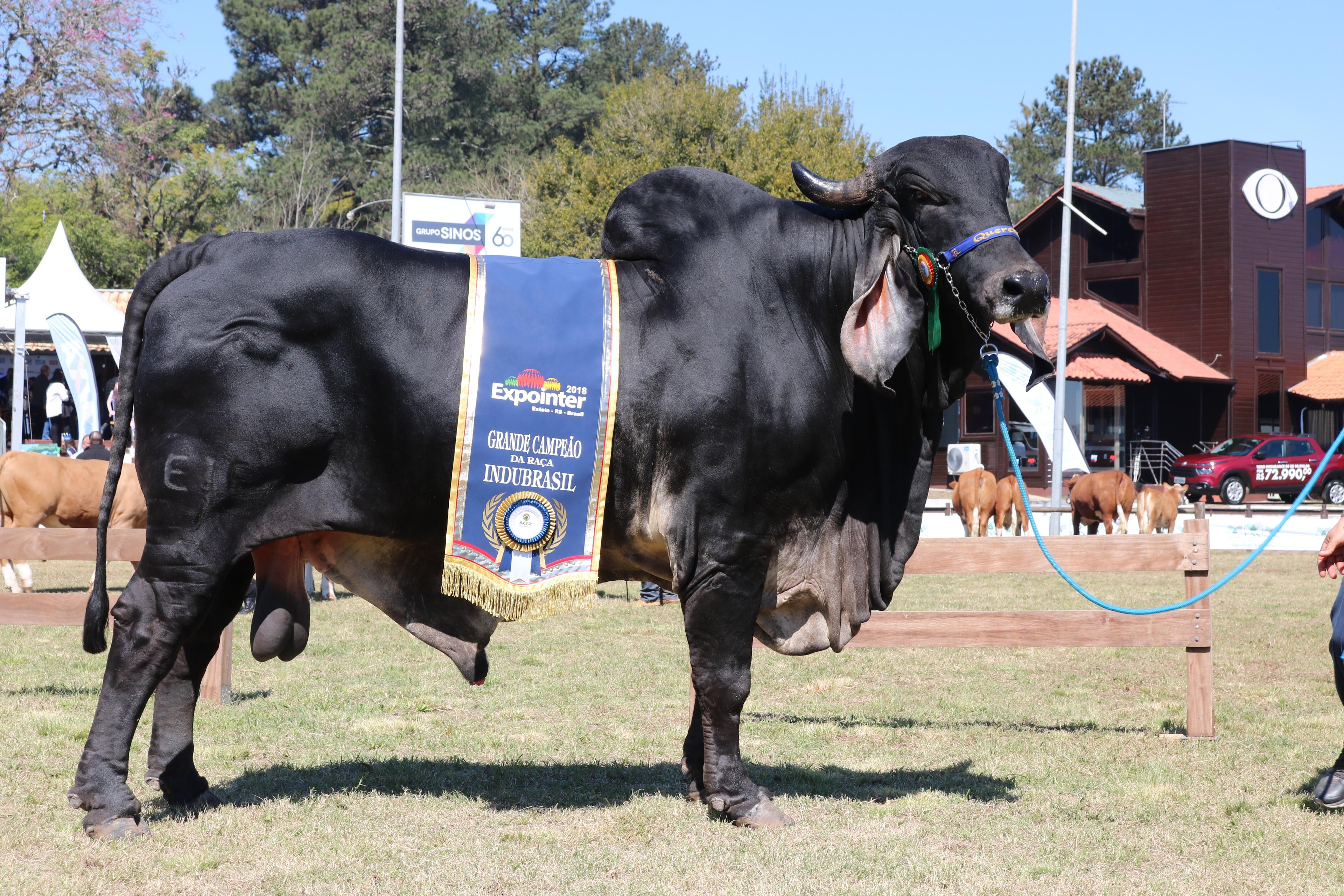 Animal da ra&ccedil;a Indubrasil tem cama individual, alimenta&ccedil;&atilde;o balanceada e toma banho tr&ecirc;s vezes por semana