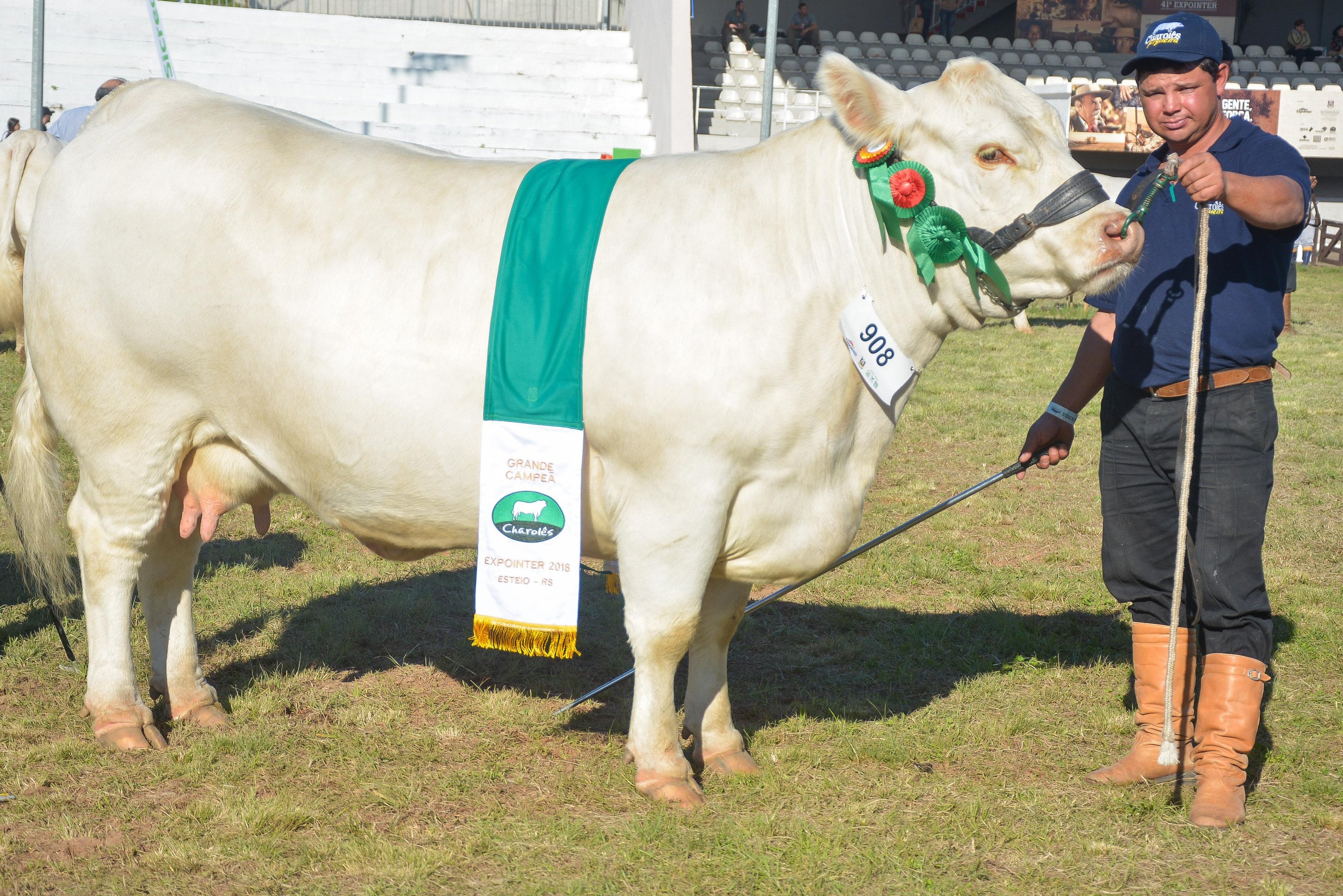 Cabanha Charol&ecirc;s Figueira tamb&eacute;m conquistou o grande campeonato entre as f&ecirc;meas, com Jotabe Jenifer