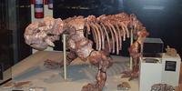 Museu da UFRGS conta com fóssil da mesma espécie consumida pelo fogo no Museu Nacional
