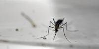 Texto demonstrou preocupação com o crescimento nos casos de malária após dez anos de queda