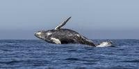 Proposta brasileira sobre baleias foi aprovada em comissão
