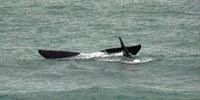 Baleias costumam aparecer no litoral de Santa Catarina entre o inverno e a primavera