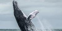 Japão queria liberar a caça às baleias novamente