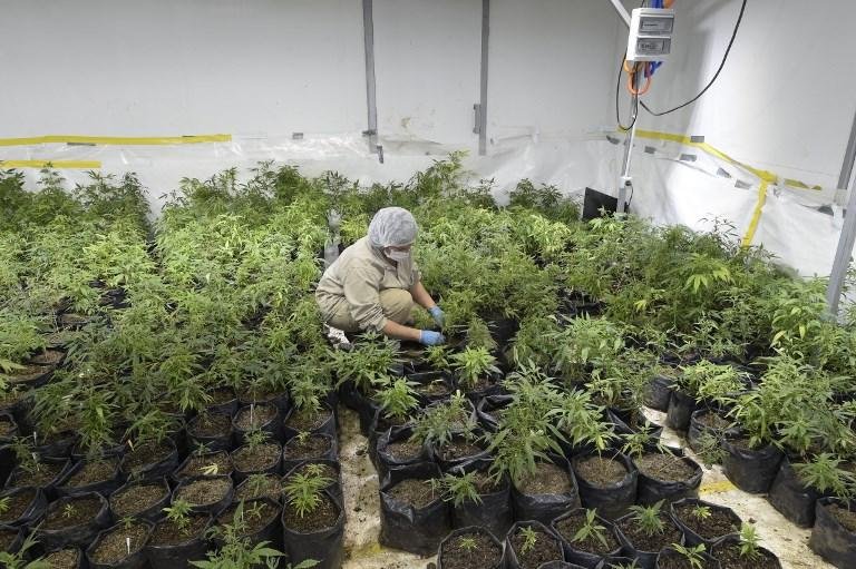 Maconha uruguaia &eacute; produzida a cerca de 50 quil&ocirc;metros de Montevid&eacute;u