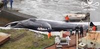 CIB rejeitou proposta que pretendia autorizar a caça comercial de baleias e colocou a preservação como questão prioritária