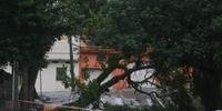 Cerca de 35 árvores caíram em Porto Alegre devido ao temporal