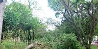 Três árvores caíram na Redenção nesta terça-feira